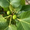 Ficus (vijgenboom) carica Cuello de Dama Blanca