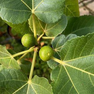Ficus (vijgenboom) carica Cuello de Dama Blanca