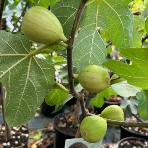 Ficus (vijgenboom) carica Cuello de Dama Blanca
