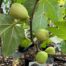 Ficus (vijgenboom) carica Cuello de Dama Blanca