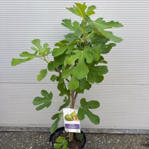 Ficus (vijgenboom) carica Cuello de Dama Blanca