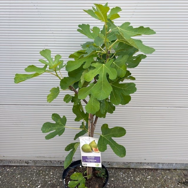 Ficus (vijgenboom) carica Cuello de Dama Blanca