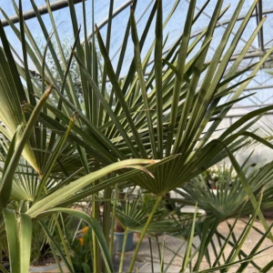 Trachycarpus fortunei (Chinese waaierpalm)