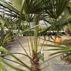 Trachycarpus fortunei (Chinese waaierpalm)