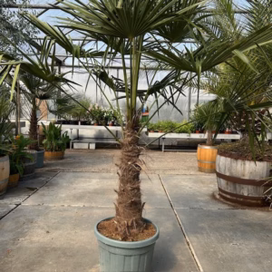 Trachycarpus fortunei (Chinese waaierpalm)