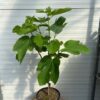 Ficus carica Panache, (Vijgenboom met bonte vruchten) 80 cm