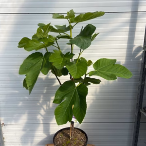 Ficus carica Panache, (Vijgenboom met bonte vruchten) 80 cm