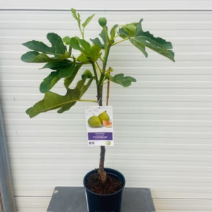 Ficus carica Cuello de Dama Blanca