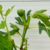 Ficus carica Cuello de Dama Blanca