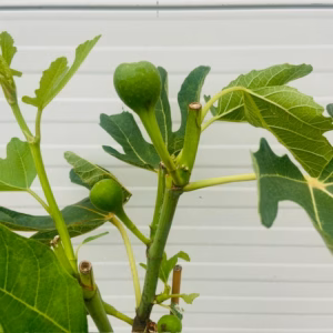 Ficus carica Cuello de Dama Blanca