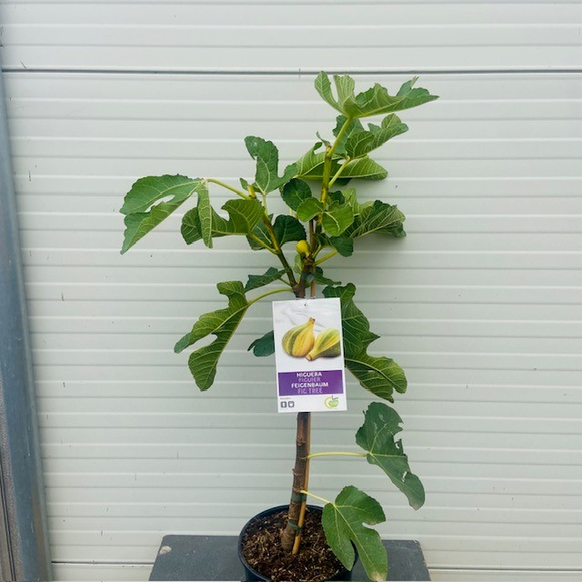 Ficus carica Panache, (Vijgenboom met bonte vruchten)