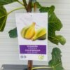 Ficus carica Panache, (Vijgenboom met bonte vruchten)