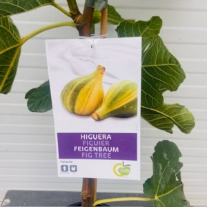 Ficus carica Panache, (Vijgenboom met bonte vruchten)