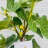 Ficus carica Panache, (Vijgenboom met bonte vruchten)
