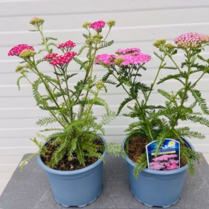 Achillea mil. 'Apple blossom' (Duizendblad)