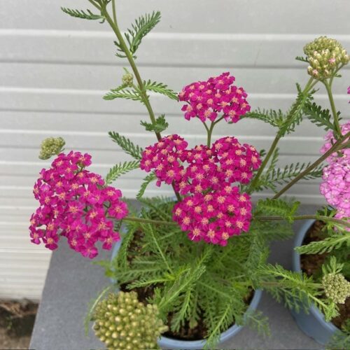 Achillea mil. 'Apple blossom' (Duizendblad)