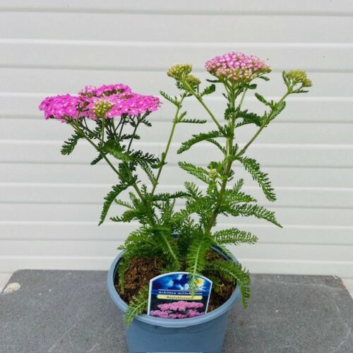 Achillea mil. 'Apple blossom' (Duizendblad)