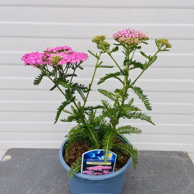 Achillea mil. 'Apple blossom' (Duizendblad)
