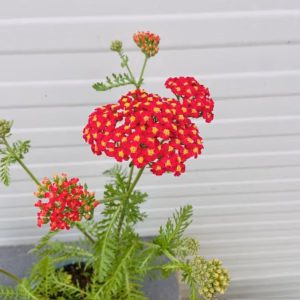Achillea mil. 'Paprika' (Duizendblad)