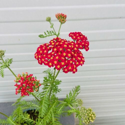 Achillea mil. 'Paprika' (Duizendblad)