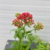 Achillea mil. 'Paprika' (Duizendblad)