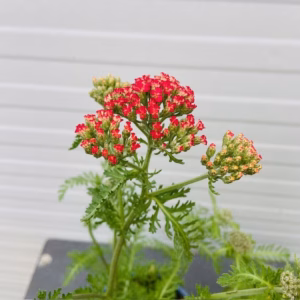 Achillea mil. 'Paprika' (Duizendblad)