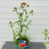 Achillea mil. 'Paprika' (Duizendblad)