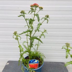 Achillea mil. 'Paprika' (Duizendblad)