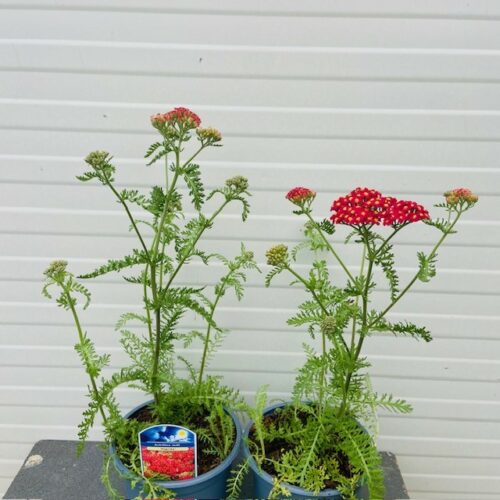 Achillea mil. 'Paprika' (Duizendblad)