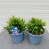 Aster 'Wood's Purple' (dwergaster)
