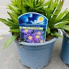 Aster 'Wood's Purple' (dwergaster)