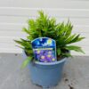 Aster 'Wood's Purple' (dwergaster)