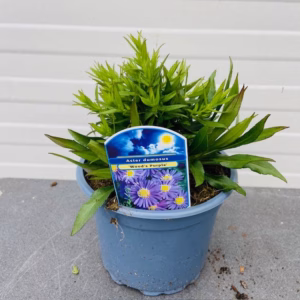 Aster 'Wood's Purple' (dwergaster)