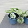 Brunnera 'Sea Heart'