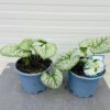 Brunnera 'Sea Heart'