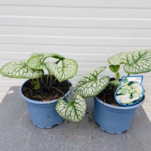 Brunnera 'Sea Heart'