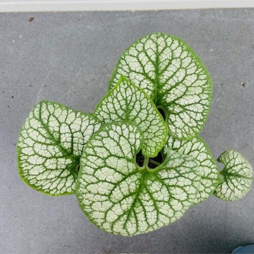 Brunnera 'Sea Heart'