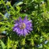 Aster 'Wood's Purple' (dwergaster)
