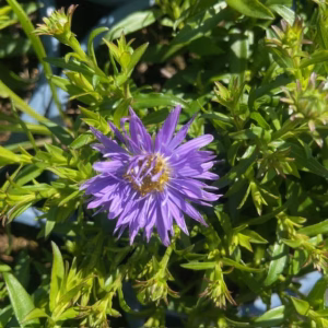 Aster 'Wood's Purple' (dwergaster)