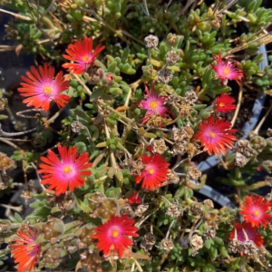 Delosperma Hybrida Ice Cream 'Fire'