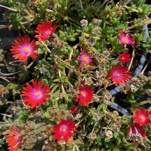 Delosperma Hybrida Ice Cream 'Fire'