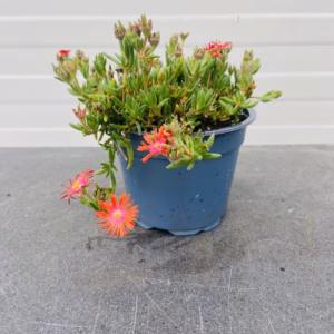 Delosperma Hybrida Ice Cream 'Fire'