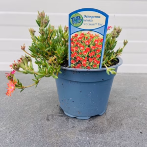 Delosperma Hybrida Ice Cream 'Fire'