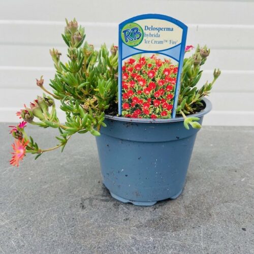 Delosperma Hybrida Ice Cream 'Fire'