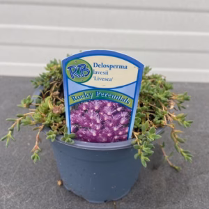 Delosperma Lavesii 'Livesea'