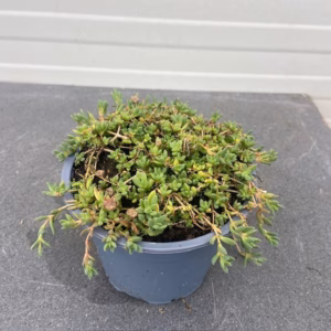 Delosperma Lavesii 'Livesea'