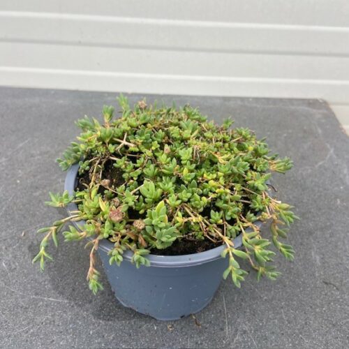 Delosperma Lavesii 'Livesea'