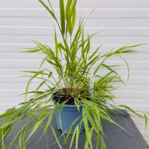Hakonechloa Macra (hakonegras) 2 liter pot
