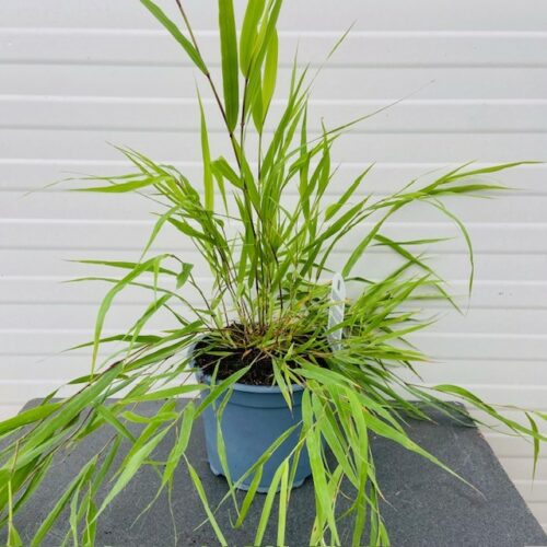 Hakonechloa Macra (hakonegras) 2 liter pot