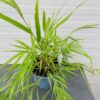 Hakonechloa Macra (hakonegras) 2 liter pot
